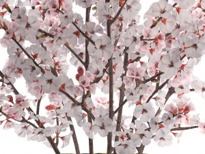 sakura bouquet 3D Model