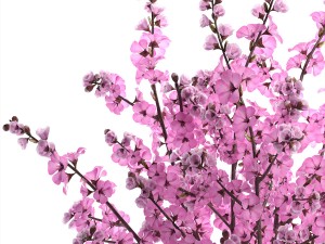 sakura bouquet Modelo 3D
