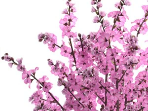 sakura bouquet 3D Model