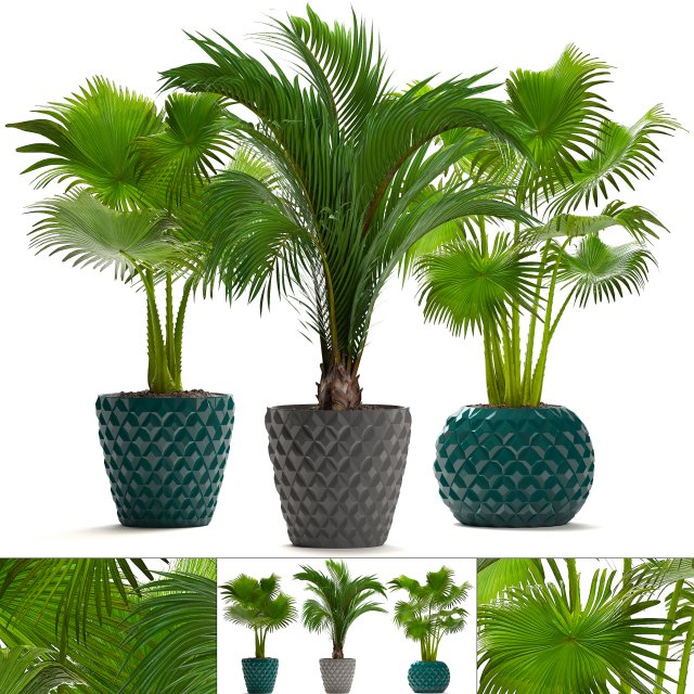 collection palms 3D मॉडल .c4d .max .obj .3ds .fbx .stl .blend 