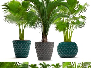 collection palms 3D Model