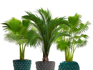 collection palms 3D मॉडल