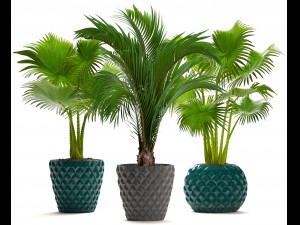 collection palms 3D मॉडल