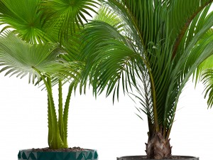 collection palms 3D मॉडल
