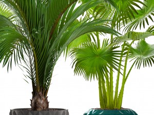 collection palms 3D मॉडल