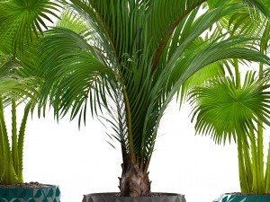 collection palms 3D मॉडल