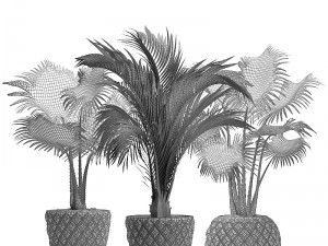 collection palms 3D मॉडल