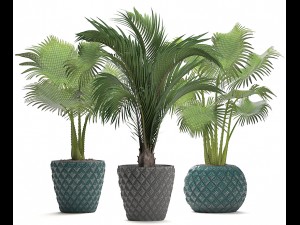 collection palms 3D मॉडल