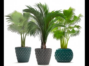 collection palms 3D मॉडल