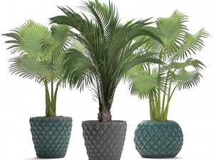 collection palms 3D मॉडल