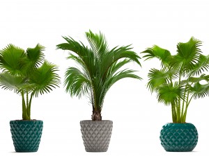 collection palms 3D मॉडल