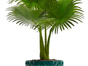 collection palms 3D मॉडल