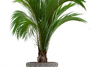 collection palms 3D मॉडल