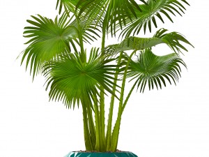 collection palms 3D मॉडल
