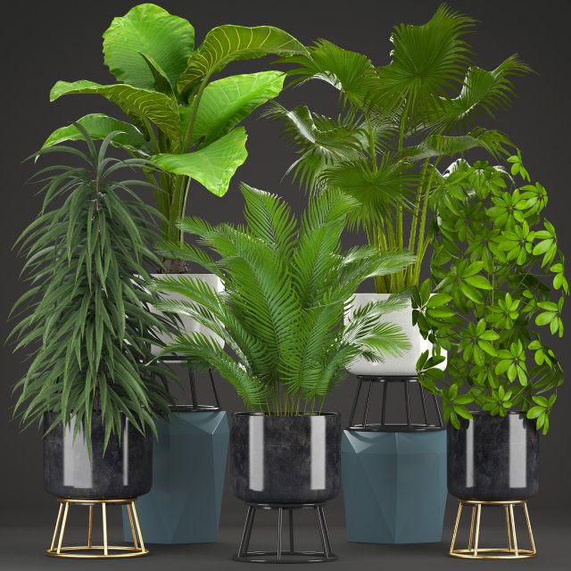 collection plants Modelo 3D .c4d .max .obj .3ds .fbx .stl .blend 