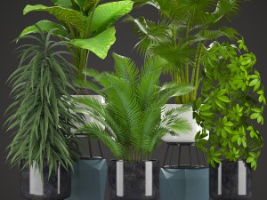 collection plants 3D Model