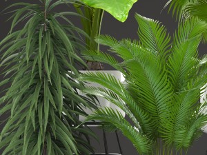 collection plants Modelo 3D