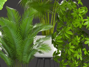 collection plants Modelo 3D