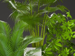 collection plants Modelo 3D