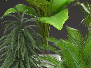 collection plants Modelo 3D