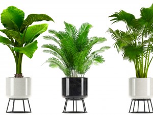 collection plants Modelo 3D