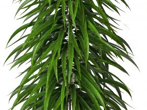 collection plants Modelo 3D