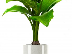 collection plants Modelo 3D