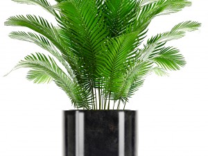collection plants Modelo 3D
