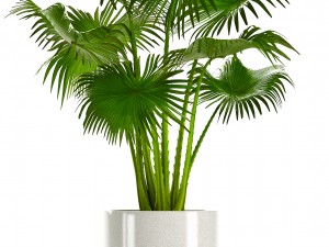 collection plants Modelo 3D