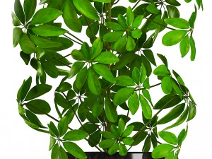 collection plants Modelo 3D
