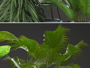 collection plants Modelo 3D