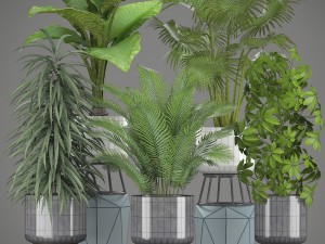 collection plants Modelo 3D