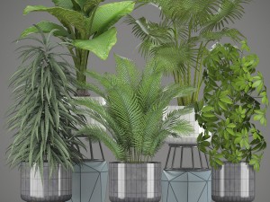collection plants Modelo 3D