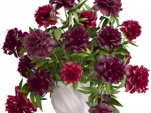 bouquet red peonies 3D Model