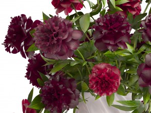 bouquet red peonies 3D Model