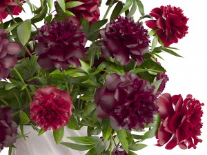 bouquet red peonies 3D Model