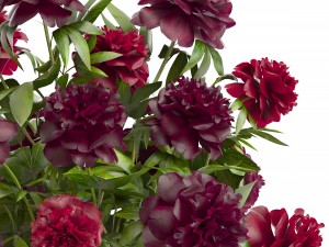 bouquet red peonies 3D Model