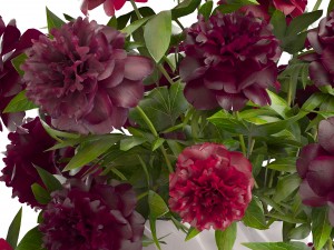 bouquet red peonies 3D Model