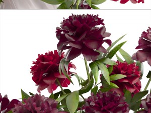 bouquet red peonies 3D Model