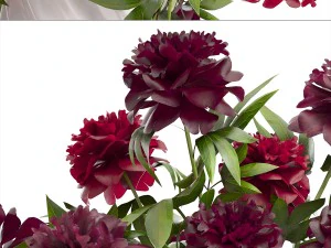 bouquet red peonies 3D Model