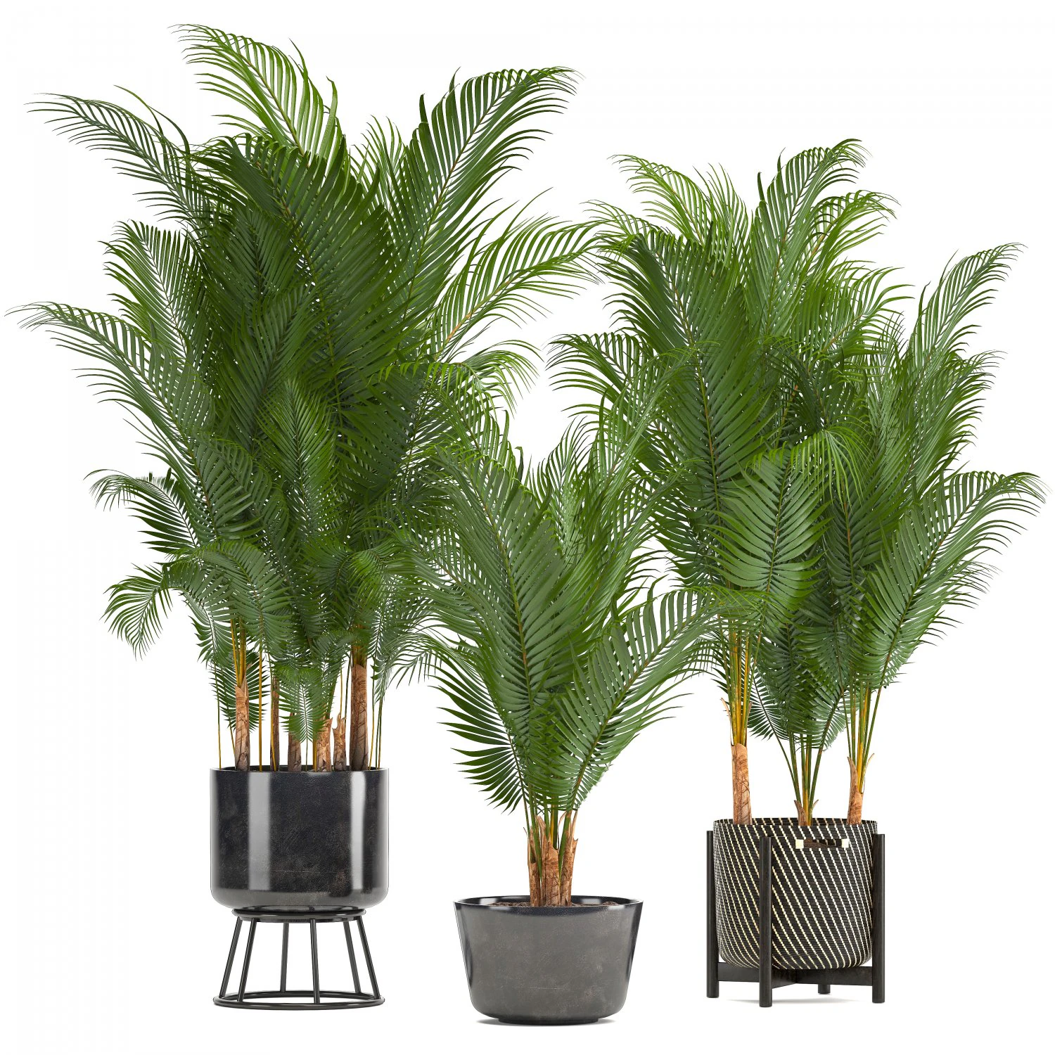 collection of decorative palms 3D Model .c4d .max .obj .3ds .fbx .stl .blend 