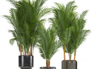 collection of decorative palms 3D Model