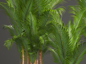 collection of decorative palms 3Dモデル