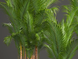 collection of decorative palms 3D Model