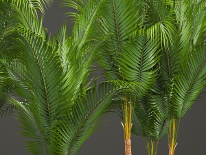 collection of decorative palms 3Dモデル