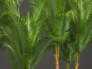 collection of decorative palms 3D Model