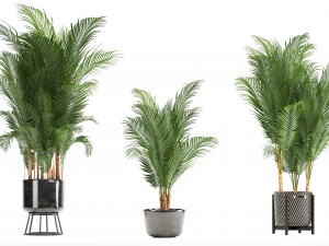 collection of decorative palms 3Dモデル