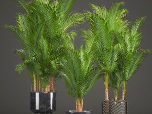 collection of decorative palms 3Dモデル