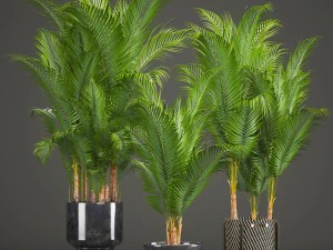 collection of decorative palms 3D Model
