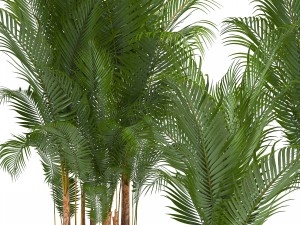 collection of decorative palms 3Dモデル